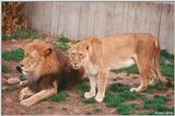 Lions #1