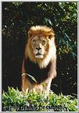 Male Lion