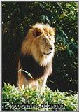 Male Lion