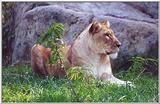 lioness