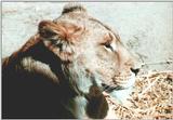 lioness