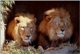 lions