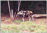 African Hunting Dog