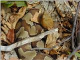 Northern Copperhead