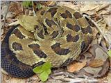 Timber rattlesnake and N Copperhead