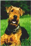 Airedale Terrier