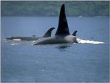 Alaskan Wildlife 1024 by 768 (173067b.jpg)