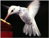 Re: Requested : Hummingbird and butterfly - Albino 02 Hummingbird.jpg