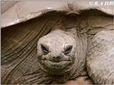 Aldabra Tortoise #1