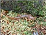 Allegheny Mountain Dusky Salamander (Desmognathus ochrophaeus) 2