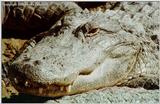 American Alligator - gator (Alligator mississippiensis)
