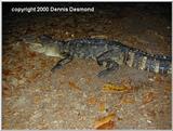 American Alligator - gator (Alligator mississippiensis)