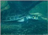 Amazon Spotted Turtle