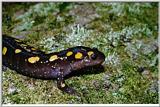 Spotted Salamander #1