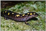 spotted salamander