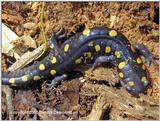 Spotted salamander - overhead shot