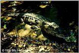 American Crocodile Pic