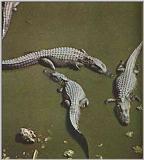 American-Aligator