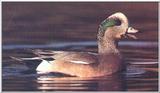 American Wigeon