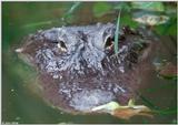 American Alligator