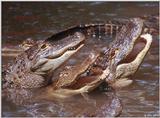 American Alligators 5