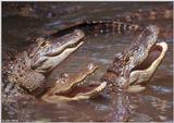 American Alligators 6