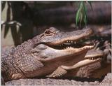 American Alligators 8