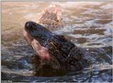 American alligator 15