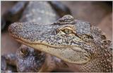 American alligator 17