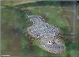 American alligator 18