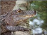 American alligator 20