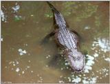 American Alligator(s) 21