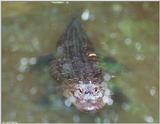 American Alligator(s)22