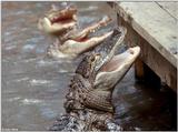 American Alligator(s) 26