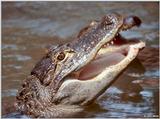 American Alligator(s) 27
