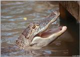 American Alligator(s) 28