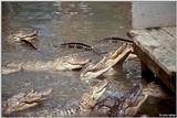 American Alligator(s) 30