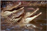 American alligator(s) 31