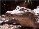 American alligator(s) 44