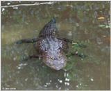 American alligator(s) 47
