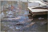 American alligator(s) 48