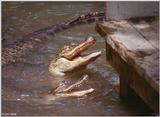 American alligator(s) 49