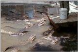 American alligator(s) 50