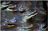 American alligator(s) 51