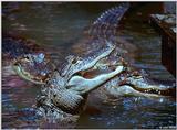 American alligator(s) 52