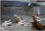 American alligator(s) 53