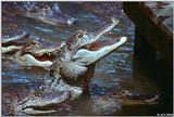 American alligator(s) 54
