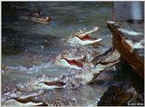 American alligator(s) 55