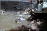 American alligator(s) 56
