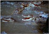 American alligator(s) 57